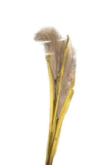 גבעול נוצות מפואר 65 ס''מ - מגוון צבעים-עציץ-SUPERHOME סופרהום-חום-סופר הום