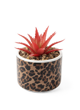 טען תמונה לצפייה בגלריה, עציץ סוקולנט מנומר- מגוון צבעים-ציפורה-פרח אדום-סופר הום