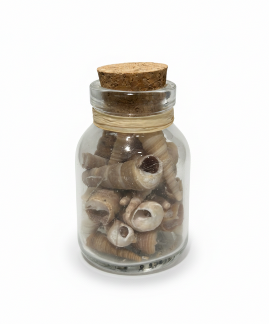 צדפות דקורטיביות בצנצנת זכוכית - מגוון גדלים-קישוט-ציפורה-S-צדפים ארוכים קטנים-סופר הום