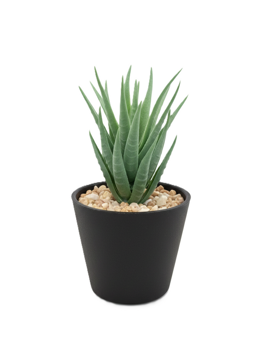 עציץ סוקולנט מלאכותי - מגוון צבעים-ציפורה-שחור-סופר הום