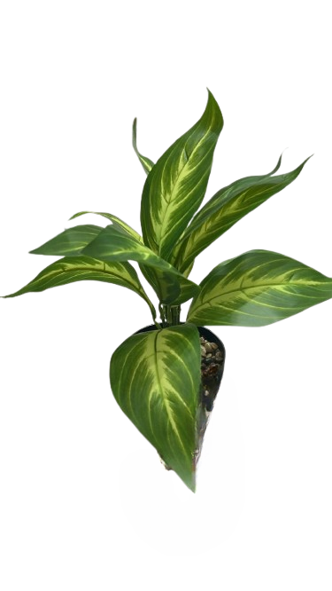 עציץ מאי 30 ס"מ - מגוון דגמים-עציץ-SUPERHOME סופרהום-עלווה טרופית בהירה-סופר הום