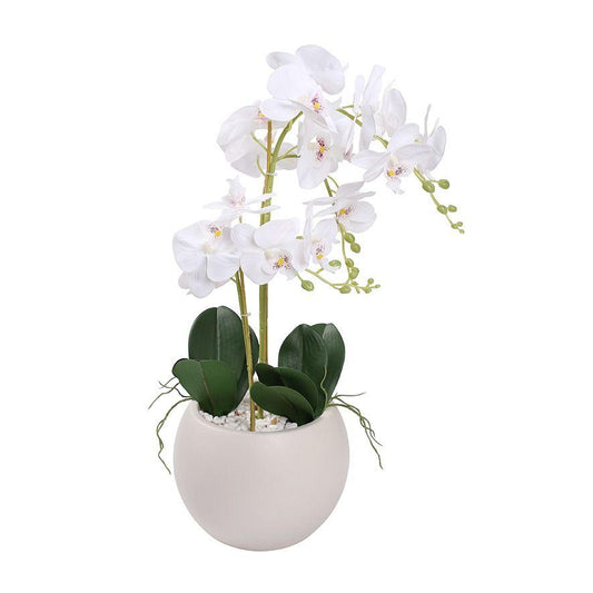 עציץ סחלב 3 גזעים כ 70 ס''מ בכלי מעוצב-ציפורה-סופר הום