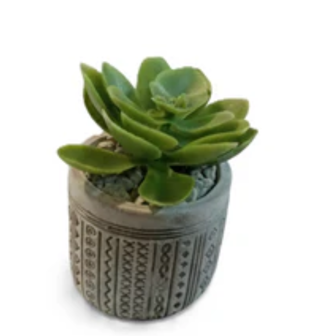 עציץ סוקולנט משובץ-ציפורה-סופר הום