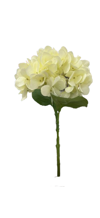 פרח הורטנזיה לבן-פרחים-סופר הום-סופר הום