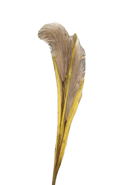 גבעול נוצות מפואר 65 ס''מ - מגוון צבעים-עציץ-SUPERHOME סופרהום-לבן-סופר הום