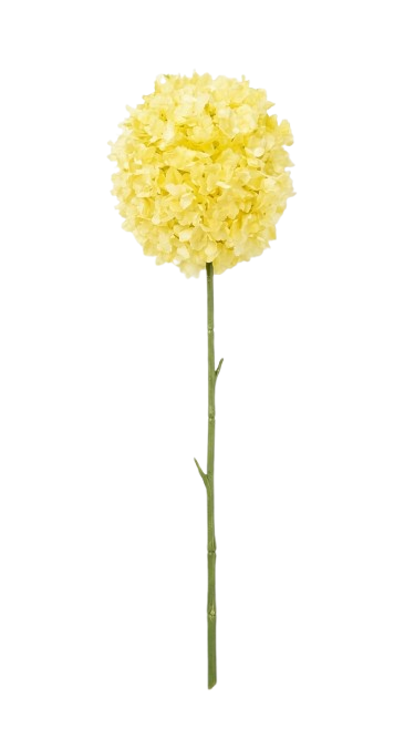 פרח - SINGLE FLOWER-פרחים-GOLYAN-סופר הום
