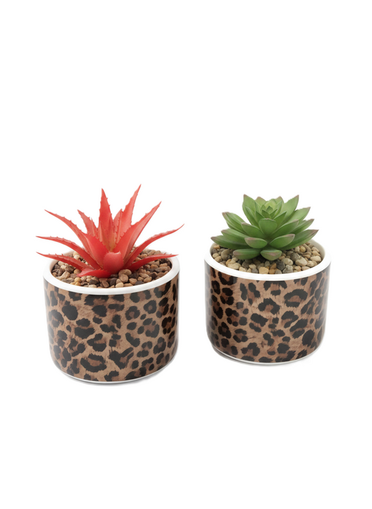 עציץ סוקולנט מנומר- מגוון צבעים-ציפורה-פרח אדום-סופר הום