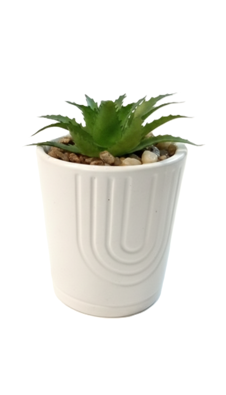 עציץ סוקולנט ביייסיק - מגוון צבעים-ציפורה-קרם-סופר הום