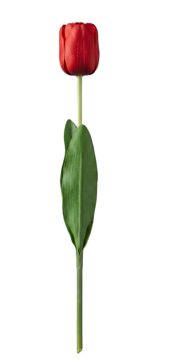 טוליפ גבוה צבעוני - מגוון צבעים-פרחים-סופר הום-אדום-סופר הום